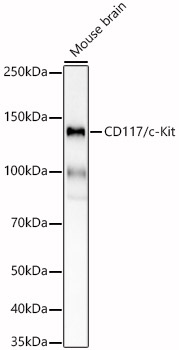 Western blot analysis of lysates from Mouse brain, using CD117/c-Kit Rabbit mAb at 1:1000 dilution.|Secondary antibody: HRP-conjugated Goat anti-Rabbit IgG (H+L) at 1:10000 dilution.|Lysates/proteins: 25μg per lane.|Blocking buffer: 3% nonfat dry milk in TBST.|Detection: ECL Basic Kit.|Exposure time: 90s.