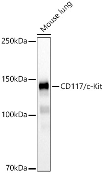 Western blot analysis of lysates from mouse lung, using CD117/c-Kit Rabbit mAb at 1:1000 dilution.|Secondary antibody: HRP-conjugated Goat anti-Rabbit IgG (H+L) at 1:10000 dilution.|Lysates/proteins: 25μg per lane.|Blocking buffer: 3% nonfat dry milk in TBST.|Detection: ECL Basic Kit.|Exposure time: 60s.