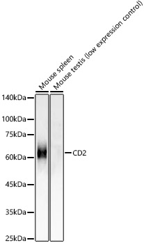 Western blot analysis of various lysates, using CD2 Rabbit mAb at 1:1000 dilution.|Secondary antibody: HRP-conjugated Goat anti-Rabbit IgG (H+L) at 1:10000 dilution.|Lysates/proteins: 25μg per lane.|Blocking buffer: 3% nonfat dry milk in TBST.|Detection: ECL Basic Kit.|Exposure time: 5s.