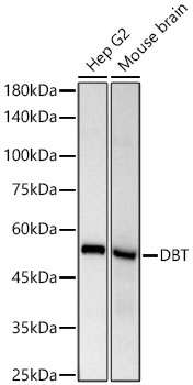 Western blot analysis of various lysates using [KD Validated] DBT Rabbit mAb (A25001) at 1:6000 dilution.|Secondary antibody: HRP-conjugated Goat anti-Rabbit IgG (H+L) (AS014) at 1:10000 dilution.|Lysates/proteins: 25μg per lane.|Blocking buffer: 3% nonfat dry milk in TBST.|Detection: ECL Basic Kit (RM00020).|Exposure time: 10s.