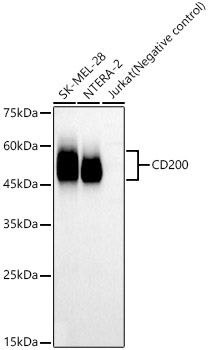 Western blot analysis of various lysates, using CD200 Rabbit mAb  at 1:1000 dilution.|Secondary antibody: HRP-conjugated Goat anti-Rabbit IgG (H+L) at 1:10000 dilution.|Lysates/proteins: 25μg per lane.|Blocking buffer: 3% nonfat dry milk in TBST.|Detection: ECL Basic Kit.|Exposure time: 30s.