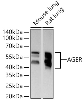 Western blot analysis of various lysates using AGER Rabbit mAb at 1:2000 dilution incubated overnight at 4℃.|Secondary antibody: HRP-conjugated Goat anti-Rabbit IgG (H+L) at 1:10000 dilution.|Lysates/proteins: 25 μg per lane.|Blocking buffer: 3% nonfat dry milk in TBST.|Detection: ECL Basic Kit.|Exposure time: 30s.