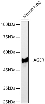 Western blot analysis of lysates from Mouse lung using AGER Rabbit mAb at 1:2000 dilution incubated overnight at 4℃.|Secondary antibody: HRP-conjugated Goat anti-Rabbit IgG (H+L) at 1:10000 dilution.|Lysates/proteins: 25 μg per lane.|Blocking buffer: 3% nonfat dry milk in TBST.|Detection: ECL Basic Kit.|Exposure time: 30s.