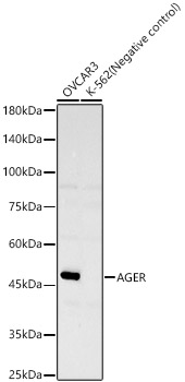 Western blot analysis of various lysates using AGER Rabbit mAb at 1:3000 dilution.|Secondary antibody: HRP-conjugated Goat anti-Rabbit IgG (H+L) at 1:10000 dilution.|Lysates/proteins: 25μg per lane.|Blocking buffer: 3% nonfat dry milk in TBST.|Detection: ECL Basic Kit.|Negative control (NC): K-562.|Exposure time: 180s.