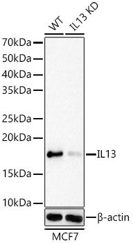 Western blot analysis of lysates from wild type(WT) and IL13 knockdown (KD) MCF7 cells, using [KD Validated] IL13 Rabbit mAb (A23415) at 1:1000 dilution.|Secondary antibody: HRP-conjugated Goat anti-Rabbit IgG (H+L) (AS014) at 1:10000 dilution.|Lysates/proteins: 25μg per lane.|Blocking buffer: 3% nonfat dry milk in TBST.|Detection: ECL Basic Kit (RM00020).|Exposure time: 3s.