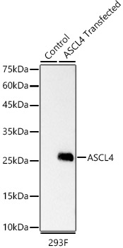 Western blot analysis of lysates from wild type (WT) and 293F cells transfected with ASCL4 using ASCL4 Rabbit mAb at 1:5000 dilution.|Secondary antibody: HRP-conjugated Goat anti-Rabbit IgG (H+L) at 1:10000 dilution.|Lysates/proteins: 25 μg per lane.|Blocking buffer: 3% nonfat dry milk in TBST.|Detection: ECL Basic Kit.|Exposure time: 0.3s.