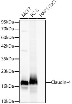 Western blot analysis of various lysates using Claudin-4 Rabbit mAb at 1:7000 dilution.|Secondary antibody: HRP-conjugated Goat anti-Rabbit IgG (H+L) at 1:10000 dilution.|Lysates/proteins: 25μg per lane.|Blocking buffer: 3% nonfat dry milk in TBST.|Detection: ECL Basic Kit.|Negative control (NC): HAP1|Exposure time: 20s.