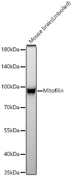 Western blot analysis of lysates from Mouse brain using Mitofilin Rabbit mAb at 1:3000 dilution incubated at room temperature for 1.5 hours.|Secondary antibody: HRP-conjugated Goat anti-Rabbit IgG (H+L) at 1:10000 dilution.|Lysates/proteins: 25 μg per lane.|Blocking buffer: 3% nonfat dry milk in TBST.|Detection: ECL Basic Kit.|Exposure time: 45 s.