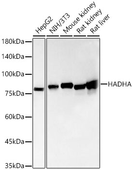 Western blot analysis of various lysates, using [KO Validated] HADHA Rabbit mAb at 1:1000 dilution.|Secondary antibody: HRP-conjugated Goat anti-Rabbit IgG (H+L) at 1:10000 dilution.|Lysates/proteins: 25μg per lane.|Blocking buffer: 3% nonfat dry milk in TBST.|Detection: ECL Basic Kit.|Exposure time: 20s.