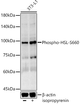 Western blot analysis of lysates from 3T3-L1 cells, using Phospho-HSL-S660 Rabbit mAb at 1:1000 dilution. 3T3-L1 cells that were not differentiated or differentiated into adipocytes treated with 0. 06mol/L alcohol and treated with isoproterenol (10 μM, 20 min).|Secondary antibody: HRP-conjugated Goat anti-Rabbit IgG (H+L) at 1:10000 dilution.|Lysates/proteins: 25μg per lane.|Blocking buffer: 3% nonfat dry milk in TBST.|Detection: ECL Basic Kit.|Exposure time: 180s.