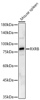 Western blot analysis of lysates from Mouse spleen using RXRB Rabbit mAb at 1:1500 dilution.|Secondary antibody:HRP Goat Anti-Rabbit IgG (H+L) at 1:10000 dilution.|Lysates/proteins: 25 μg per lane.|Blocking buffer: 3% nonfat dry milk in TBST.|Detection: ECL Basic Kit.|Exposure time:45s.