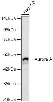 Western blot analysis of lysates from Hep G2 cells using Aurora A Rabbit mAb at 1:1000 dilution incubated overnight at 4℃.|Secondary antibody: HRP-conjugated Goat anti-Rabbit IgG (H+L) at 1:10000 dilution.|Lysates/proteins: 25 μg per lane.|Blocking buffer: 3% nonfat dry milk in TBST.|Detection: ECL Basic Kit.|Exposure time: 45s.