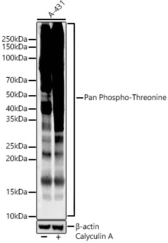 Western blot analysis of lysates from A-431, using Pan Phospho-Threonine Rabbit mAb at 1:1000 dilution. A 431 treated with Calyculin A (100 nM) at 37℃ for 30 minutes after serum-starvation overnight.|Secondary antibody: HRP-conjugated Goat anti-Rabbit IgG (H+L) at 1:10000 dilution.|Lysates/proteins: 25μg per lane.|Blocking buffer: 3% nonfat dry milk in TBST.|Detection: ECL Enhanced Kit.|Exposure time: 60s.