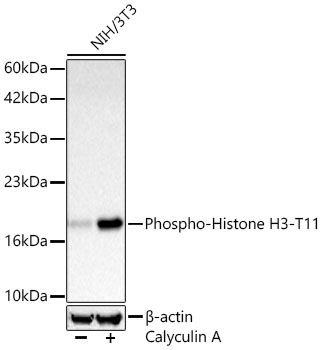 Western blot analysis of lysates from NIH/3T3 cells using Phospho-Histone H3-T11 Rabbit mAb at 1:5000 dilution. NIH/3T3 cells were treated with Calyculin A (100 nM) at 37℃ for 30 minutes after serum-starvation overnight.|Secondary antibody: HRP-conjugated Goat anti-Rabbit IgG (H+L) at 1:10000 dilution.|Lysates/proteins: 25 μg per lane.|Blocking buffer: 3% nonfat dry milk in TBST.|Detection: ECL Basic Kit.|Exposure time: 30s.