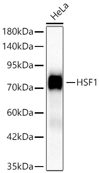 Western blot analysis of lysates from HeLa cells using HSF1 Rabbit mAb at 1:1000 dilution incubated overnight at 4℃.|Secondary antibody: HRP-conjugated Goat anti-Rabbit IgG (H+L) at 1:10000 dilution.|Lysates/proteins: 25 μg per lane.|Blocking buffer: 3% nonfat dry milk in TBST.|Detection: ECL Basic Kit.|Exposure time: 30s.