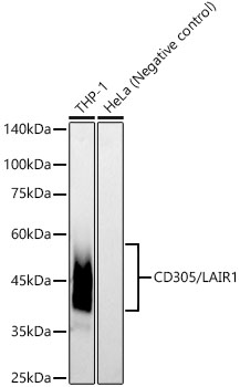 Western blot analysis of various lysates, using CD305/LAIR1 Rabbit mAb at 1:2000 dilution.|Secondary antibody: HRP-conjugated Goat anti-Rabbit IgG (H+L) at 1:10000 dilution.|Lysates/proteins: 25μg per lane.|Blocking buffer: 3% nonfat dry milk in TBST.|Detection: ECL Basic Kit.|Exposure time: 30s.