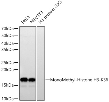 Western blot analysis of various lysates, using MonoMethyl-Histone H3-K36 Rabbit mAb at 1:2000 dilution.|Secondary antibody: HRP-conjugated Goat anti-Rabbit IgG (H+L) at 1:10000 dilution.|Lysates/proteins: 25μg per lane.|Blocking buffer: 3% nonfat dry milk in TBST.|Detection: ECL Basic Kit.|Negative control (NC): H3 protein|Exposure time: 60s.