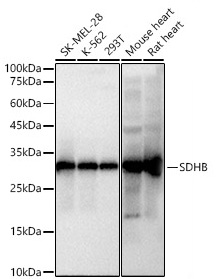 Western blot analysis of various lysates using SDHB Rabbit mAb at 1:3000 dilution.|Secondary antibody: HRP-conjugated Goat anti-Rabbit IgG (H+L) at 1:10000 dilution.|Lysates/proteins: 25μg per lane.|Blocking buffer: 3% nonfat dry milk in TBST.|Detection: ECL Basic Kit.|Exposure time: 0.5s.