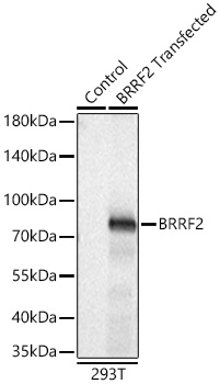 Western blot analysis of lysates from wild type (WT) and 239T cells transfected with BRRF2 using BRRF2 Rabbit mAb at 1:5000 dilution incubated overnight at 4℃.|Secondary antibody:  () at 1:10000 dilution.|Lysates/proteins: 20 μg per lane.|Blocking buffer: 3% nonfat dry milk in TBST.|Detection: ECL Basic Kit|.Exposure time: 0.5 s.