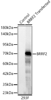 Western blot analysis of lysates from wild type (WT) and 293F cells transfected with BRRF2 using BRRF2 Rabbit mAb at 1:2500 dilution.|Secondary antibody: HRP-conjugated Goat anti-Rabbit IgG (H+L) at 1:10000 dilution.|Lysates/proteins: 25 μg per lane.|Blocking buffer: 3% nonfat dry milk in TBST.|Detection: ECL Basic Kit.|Exposure time: 0.5s.