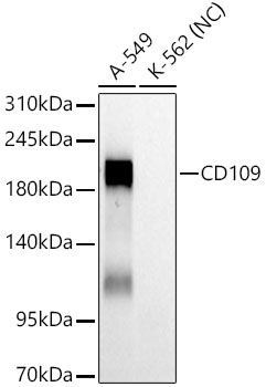 Western blot analysis of various lysates using CD109 Rabbit mAb at 1:1000 dilution.|Secondary antibody: HRP-conjugated Goat anti-Rabbit IgG (H+L) at 1:10000 dilution.|Lysates/proteins: 25μg per lane.|Blocking buffer: 3% nonfat dry milk in TBST.|Detection: ECL Basic Kit.|Negative control (NC):K-562|Exposure time: 60s.