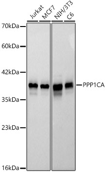 Western blot analysis of various lysates, using PPP1CA Rabbit mAb at 1:1000 dilution.|Secondary antibody: HRP-conjugated Goat anti-Rabbit IgG (H+L) at 1:10000 dilution.|Lysates/proteins: 25μg per lane.|Blocking buffer: 3% nonfat dry milk in TBST.|Detection: ECL Basic Kit.|Exposure time: 10s.
