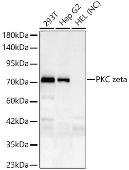 Western blot analysis of various lysates, using PKC zeta Rabbit mAb at 1:1000 dilution.|Secondary antibody: HRP-conjugated Goat anti-Rabbit IgG (H+L) at 1:10000 dilution.|Lysates/proteins: 25μg per lane.|Blocking buffer: 3% nonfat dry milk in TBST.|Detection: ECL Basic Kit.|Negative control (NC): HEL|Exposure time: 180s.