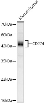 Western blot analysis of lysates from Mouse thymus, using CD274 Rabbit mAb at 1:1000 dilution.|Secondary antibody: HRP-conjugated Goat anti-Rabbit IgG (H+L) at 1:10000 dilution.|Lysates/proteins: 25μg per lane.|Blocking buffer: 3% nonfat dry milk in TBST.|Detection: ECL Basic Kit.|Exposure time: 60s.