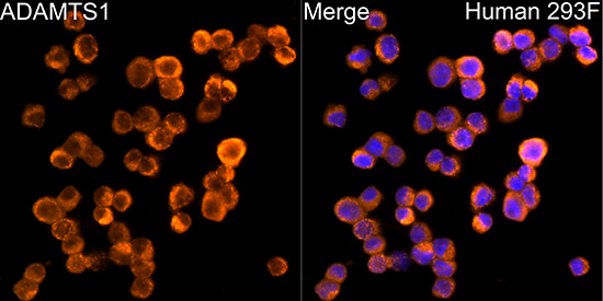 Immunofluorescence analysis of 293F cells using ADAMTS1 Rabbit mAb at a dilution of 1:200 (40x lens). Secondary antibody: Cy3-conjugated Goat anti-Rabbit IgG (H+L) at 1:500 dilution. Blue: DAPI for nuclear staining.