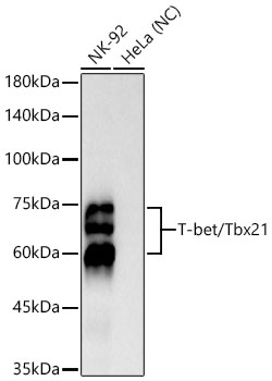 Western blot analysis of various lysates using T-bet/Tbx21 Rabbit mAb at 1:1500 dilution.|Secondary antibody: HRP-conjugated Goat anti-Rabbit IgG (H+L) at 1:10000 dilution.|Lysates/proteins: 25 μg per lane.|Blocking buffer: 3% nonfat dry milk in TBST.|Detection: ECL Basic Kit.|Negative control (NC): HeLa.|Exposure time: 30s.