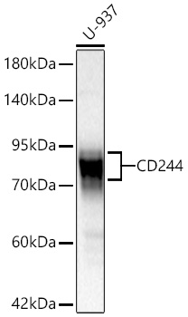Western blot analysis of lysates from U-937 cells using CD244 Rabbit mAb (A27028) at 1:1000 dilution incubated overnight at 4℃.|Secondary antibody: HRP-conjugated Goat anti-Rabbit IgG (H+L) (AS014) at 1:10000 dilution.|Lysates/proteins: 25 μg per lane.|Blocking buffer: 3% nonfat dry milk in TBST.|Detection: ECL Basic Kit (RM00020).|Exposure time: 180s.
