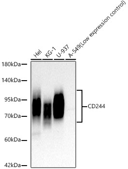 Western blot analysis of various lysates, using CD244 Rabbit mAb at 1:1000 dilution.|Secondary antibody: HRP-conjugated Goat anti-Rabbit IgG (H+L) at 1:10000 dilution.|Lysates/proteins: 25μg per lane.|Blocking buffer: 3% nonfat dry milk in TBST.|Detection: ECL Basic Kit.|Exposure time: 60s.