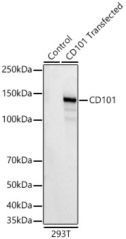 Western blot analysis of lysates from 293T-CD101 cells, using CD101 Rabbit mAb at 1:1000 dilution.|Secondary antibody: HRP-conjugated Goat anti-Rabbit IgG (H+L) at 1:10000 dilution.|Lysates/proteins: 25μg per lane.|Blocking buffer: 3% nonfat dry milk in TBST.|Detection: ECL Basic Kit.|Exposure time: 10s.