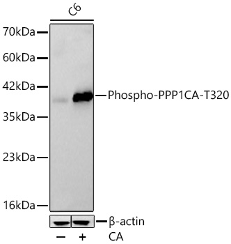 Western blot analysis of lysates from C6 cells using Phospho-PPP1CA-T320 Rabbit mAb at 1:1000 dilution incubated overnight at 4℃. C6 cells were treated by Calyculin A (100 nM) at 37℃ for 30 minutes after serum-starvation overnight.|Secondary antibody: HRP-conjugated Goat anti-Rabbit IgG (H+L) at 1:10000 dilution.|Lysates/proteins: 30 μg per lane.| Blocking buffer: 3 % nonfat dry milk in TBST.| Detection: ECL Basic Kit.| Exposure time: 60s.