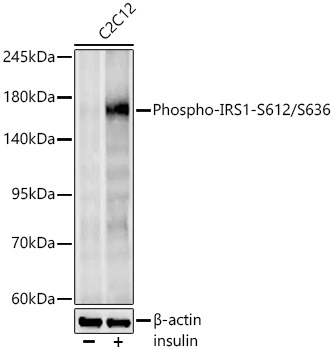 Western blot analysis of lysates from C2C12 cells, using Phospho-IRS1-S612/S636 Rabbit mAb at 1:1000 dilution. C2C12 cells were treated with Insulin (100 nM) at 37℃ for 30 minutes after serum-starvation overnight.|Secondary antibody: HRP-conjugated Goat anti-Rabbit IgG (H+L) at 1:10000 dilution.|Lysates/proteins: 25μg per lane.|Blocking buffer: 3% nonfat dry milk in TBST.|Detection: ECL Basic Kit.|Exposure time: 90s.