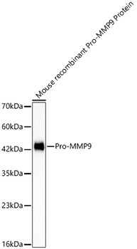 Western blot analysis of lysates from 5ng Mouse recombinant Pro-MMP9 Protein, using Pro-MMP9 Rabbit mAb at 1:1000 dilution.|Secondary antibody: HRP-conjugated Goat anti-Rabbit IgG (H+L) at 1:10000 dilution.|Lysates/proteins: 25μg per lane.|Blocking buffer: 3% nonfat dry milk in TBST.|Detection: ECL Basic Kit.|Exposure time: 0.3s.
