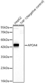 Western blot analysis of various lysates, using APOA4 Rabbit mAb at 1:1000 dilution.|Secondary antibody: HRP-conjugated Goat anti-Rabbit IgG (H+L) at 1:10000 dilution.|Lysates/proteins: 25 μg per lane.|Blocking buffer: 3% nonfat dry milk in TBST.|Detection: ECL Basic Kit.|Negative control (NC): THP-1|Exposure time: 45 s.