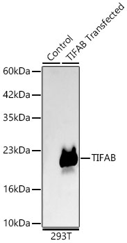 Western blot analysis of lysates from wild type (WT) and 293T cells transfected with TIFAB using [KD Validated] TIFAB Rabbit mAb (A24024) at 1:2000 dilution incubated overnight at 4℃.|Secondary antibody: HRP-conjugated Goat anti-Rabbit IgG (H+L) (AS014) at 1:10000 dilution.|Lysates/proteins: 25 μg per lane.|Blocking buffer: 3% nonfat dry milk in TBST.|Detection: ECL Basic Kit (RM00020).|Exposure time: 10s.|WB samples for antibody validation are kindly provided by Dr. Feng Shao, NIBS