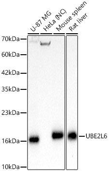 Western blot analysis of various lysates using UBE2L6 Rabbit mAb (A23917) at 1:1000 dilution.|Secondary antibody: HRP-conjugated Goat anti-Rabbit IgG (H+L) (AS014) at 1:10000 dilution.|Lysates/proteins: 25μg per lane.|Blocking buffer: 3% nonfat dry milk in TBST.|Detection: ECL Basic Kit (RM00020).|Negative control (NC): HeLa.|Exposure time: 1s.