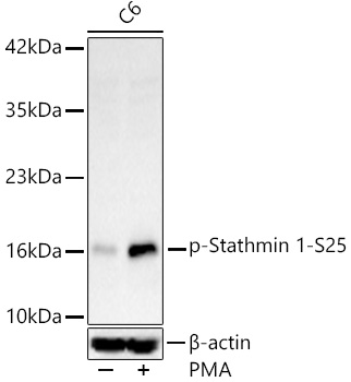 Western blot analysis of lysates from C6 cells, using Phospho-Stathmin 1-S25 Rabbit mAb at 1:1000 dilution. C6 cells were treated with PMA/TPA (200 nM) at 37℃ for 30 minutes after serum-starvation overnight.|Secondary antibody: HRP-conjugated Goat anti-Rabbit IgG (H+L) at 1:10000 dilution.|Lysates/proteins: 25μg per lane.|Blocking buffer: 3% nonfat dry milk in TBST.|Detection: ECL Basic Kit.|Exposure time: 90s.