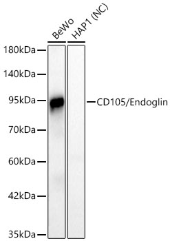 Western blot analysis of various lysates using CD105/Endoglin Rabbit mAb at 1:1000 dilution.|Secondary antibody: HRP-conjugated Goat anti-Rabbit IgG (H+L) at 1:10000 dilution.|Lysates/proteins: 25 μg per lane.|Blocking buffer: 3% nonfat dry milk in TBST.|Detection: ECL Basic Kit.|Negative control (NC): HAP1.|Exposure time: 30s.