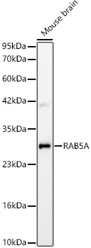 Western blot analysis of lysates from Mouse brain, using RAB5A Rabbit mAb at 1:1000 dilution.|Secondary antibody: HRP-conjugated Goat anti-Rabbit IgG (H+L) at 1:10000 dilution.|Lysates/proteins: 25μg per lane.|Blocking buffer: 3% nonfat dry milk in TBST.|Detection: ECL Basic Kit.|Exposure time: 10s.