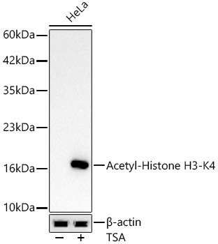 Western blot analysis of lysates from HeLa cells, using Acetyl-Histone H3-K4 Rabbit mAb at 1:1000 dilution. HeLa cells were treated with TSA (1 uM) at 37℃ for 18 hours.|Secondary antibody: HRP-conjugated Goat anti-Rabbit IgG (H+L) at 1:10000 dilution.|Lysates/proteins: 25μg per lane.|Blocking buffer: 3% nonfat dry milk in TBST.|Detection: ECL Basic Kit.|Exposure time: 30s.