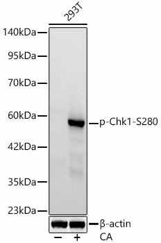 Western blot analysis of lysates from 293T cells, using Phospho-Chk1-S280 Rabbit mAb at 1:2000 dilution. 293T cells were treated with Calyculin A (100 nM) at 37℃ for 30 minutes after serum-starvation overnight.|Secondary antibody: HRP-conjugated Goat anti-Rabbit IgG (H+L) at 1:10000 dilution.|Lysates/proteins: 25μg per lane.|Blocking buffer: 3% nonfat dry milk in TBST.|Detection: ECL Basic Kit.|Exposure time: 20s.