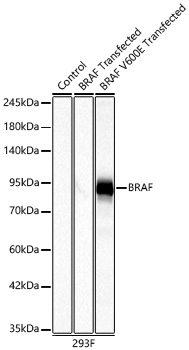 Western blot analysis of lysates from wild type (WT) ,293T cells transfected with BRAF and 293T cells transfected with BRAF V600E using B-Raf Rabbit mAb at 1:1000 dilution.Secondary antibody: HRP-conjugated Goat anti-Rabbit IgG (H+L) at 1:10000 dilution.Lysates/proteins: 25μg per lane.Blocking buffer: 3% nonfat dry milk in TBST.Detection: ECL Basic Kit.Exposure time: 1s.