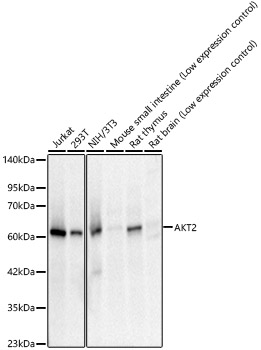 Western blot analysis of various lysates, using AKT2 Rabbit mAb at 1:3000 dilution.|Secondary antibody: HRP-conjugated Goat anti-Rabbit IgG (H+L) at 1:10000 dilution.|Lysates/proteins: 25μg per lane.|Blocking buffer: 3% nonfat dry milk in TBST.|Detection: ECL Basic Kit.|Exposure time: 30s.