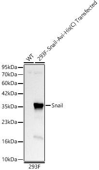 Western blot analysis of lysates from wild type (WT) and 293T transfected with Snail, using Snail Rabbit mAb at 1:9000 dilution.|Secondary antibody: HRP-conjugated Goat anti-Rabbit IgG (H+L) at 1:10000 dilution.|Lysates/proteins: 25μg per lane.|Blocking buffer: 3% nonfat dry milk in TBST.|Detection: ECL Basic Kit.|Exposure time: 5s.