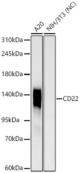 Western blot analysis of various lysates using CD22 Rabbit mAb at 1:1000 dilution.|Secondary antibody: HRP-conjugated Goat anti-Rabbit IgG (H+L) at 1:10000 dilution.|Lysates/proteins: 25μg per lane.|Blocking buffer: 3% nonfat dry milk in TBST.|Detection: ECL Basic Kit.|Negative control (NC):NIH/3T3|Exposure time: 30s.