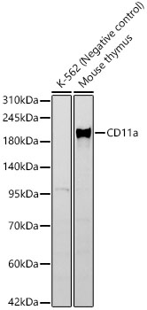 Western blot analysis of various lysates, using CD11a Rabbit mAb at 1:1000 dilution.|Secondary antibody: HRP-conjugated Goat anti-Rabbit IgG (H+L) at 1:10000 dilution.|Lysates/proteins: 25μg per lane.|Blocking buffer: 3% nonfat dry milk in TBST.|Detection: ECL Basic Kit.|Exposure time: 30s.