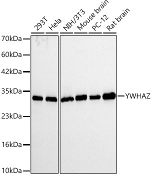 Western blot analysis of various lysates, using YWHAZ Rabbit mAb (A24006) at 1:9000 dilution.|Secondary antibody: HRP-conjugated Goat anti-Rabbit IgG (H+L) (AS014) at 1:10000 dilution.|Lysates/proteins: 25μg per lane.|Blocking buffer: 3% nonfat dry milk in TBST.|Detection: ECL Basic Kit (RM00020).|Exposure time: 5s.